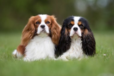 İki Cavalier King Charles Spaniel köpek açık havada doğa