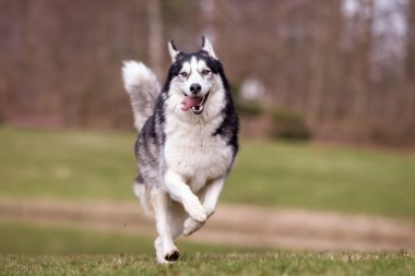 Sibirya Husky köpek açık havada doğa içinde