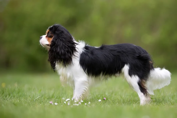 Cavaleiro Rei Charles Spaniel cão ao ar livre na natureza — Fotografia de Stock