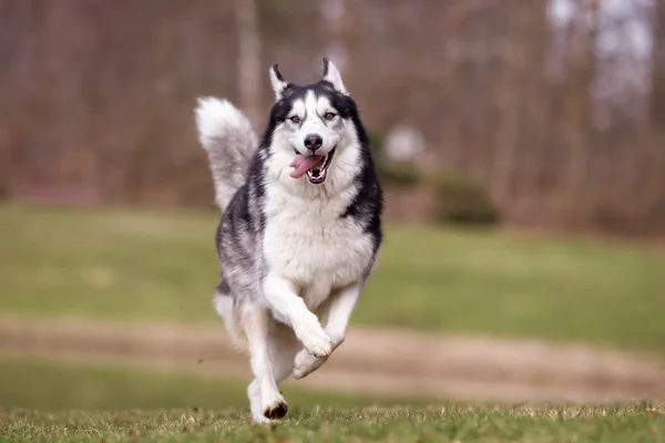 ไซบีเรีย Husky สุนัขกลางแจ้งในธรรมชาติ — ภาพถ่ายสต็อก