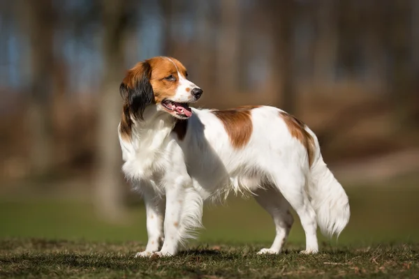 Kooikerhondje hund utomhus i naturen — Stockfoto