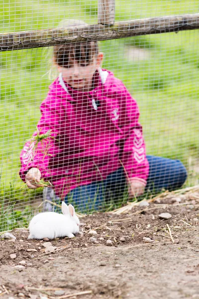 Girl feeding rabbit in enclosure — Stock Photo, Image