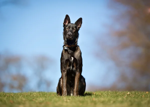 Köpek açık havada doğa içinde — Stok fotoğraf