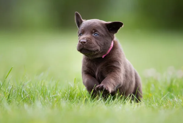 Labrador Vizsla kiskutya — Stock Fotó