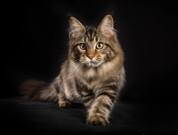 Reinrassige Maine Coon Katze isoliert auf schwarzem Hintergrund — Stockfoto