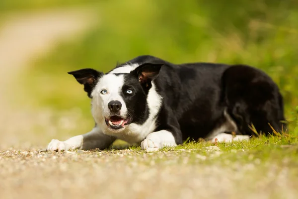 Grænse Collie hund - Stock-foto