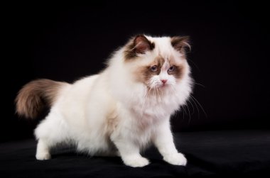 Safkan ragdoll kedi