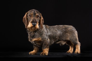Wirehaired dachshund