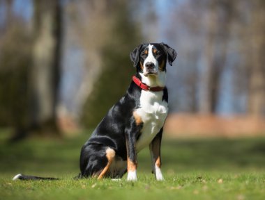 Doğada açık havada büyük İsviçre dağ köpek