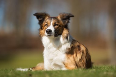 Köpek açık havada doğa içinde