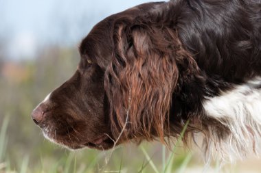 Köpek açık havada doğa içinde