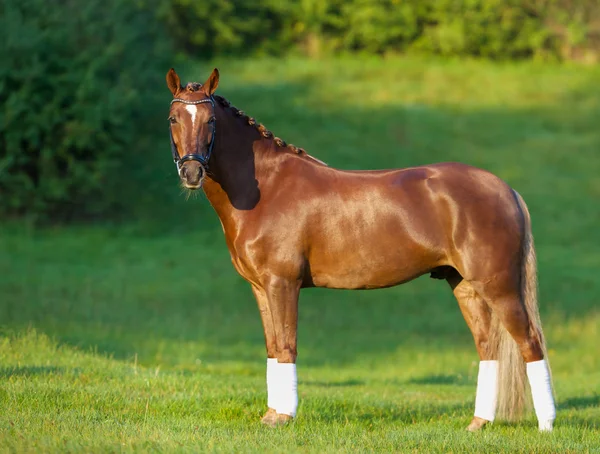 Hnědý kůň — Stock fotografie