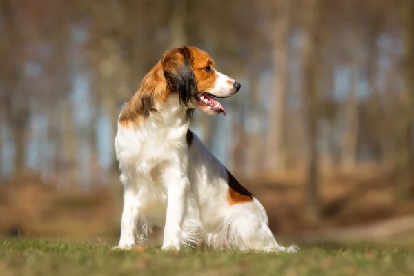 自然の屋外コーイケルホンディエ犬 — ストック写真