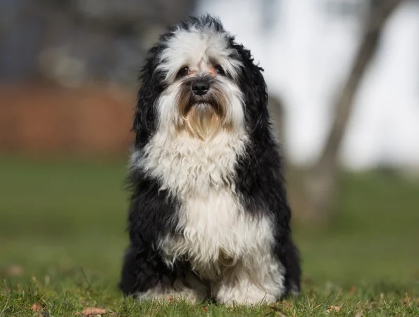 Havanese dog outdoors in nature — Stock Photo, Image