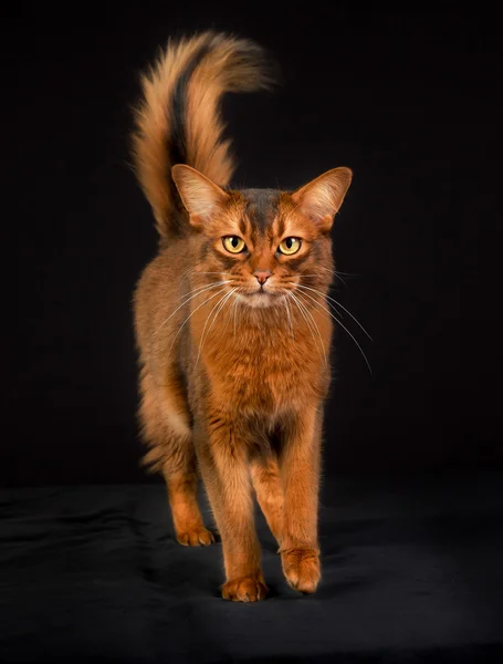 Purebred Somali cat — Stock Photo, Image