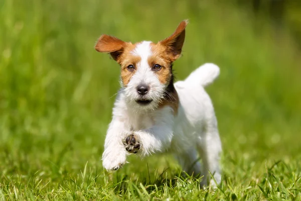 Jack Russell Terrier anjing di luar rumah di rumput — Stok Foto