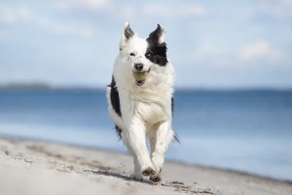 Border collie dog outdoors in nature — Stock Photo, Image