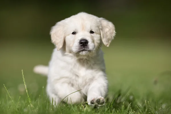 Running golden retriever puppy — Stock Photo, Image