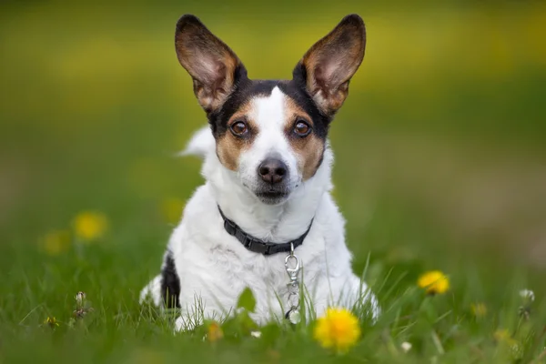 Duński-szwedzki gospodarstwa pies na zewnątrz w przyrodzie — Zdjęcie stockowe