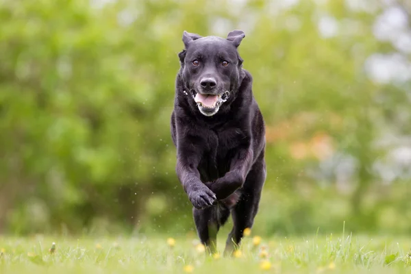 Hond buiten in de natuur — Stockfoto