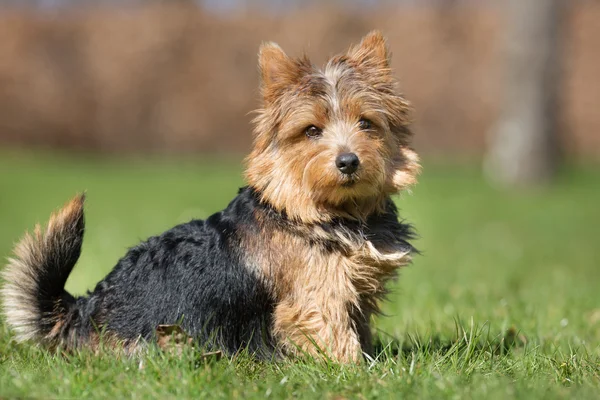 Yorkshire Terrier cão ao ar livre na natureza — Fotografia de Stock