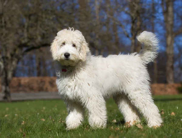 Labradoodle köpek açık havada doğa içinde