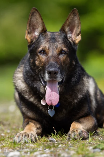 Cane pastore tedesco all'aperto in natura — Foto Stock