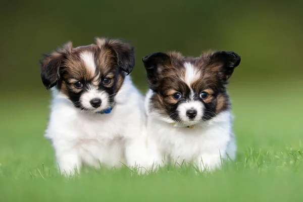 İki genç papillon köpek yavruları — Stok fotoğraf