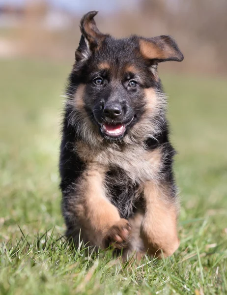 Mutlu Alman çoban köpek yavrusu — Stok fotoğraf