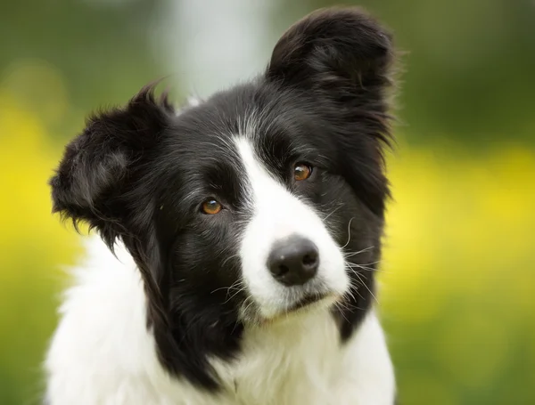 Fronteira collie cão ao ar livre na natureza — Fotografia de Stock