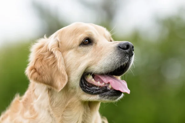 Zlatý retrívr pes venku v přírodě — Stock fotografie