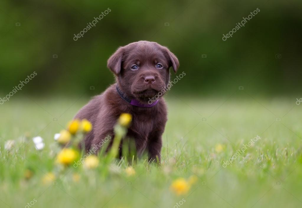 Brown labrador retriever puppy Stock Photo by ©Bigandt 85020500