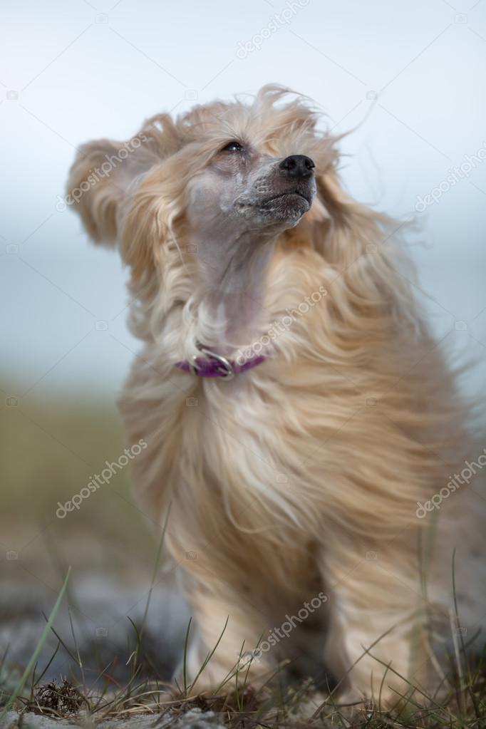 Chinese Crested dog outdoors in nature
