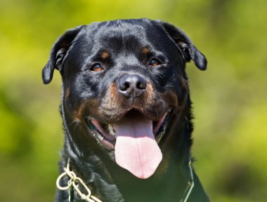 Mutlu ve gülümseyerek Rottweiler köpek