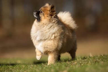 Açık havada doğa Pomeranian köpek