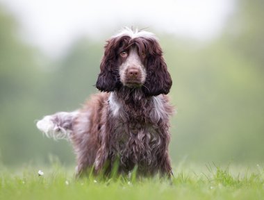 Cocker spaniel köpek açık havada doğa içinde