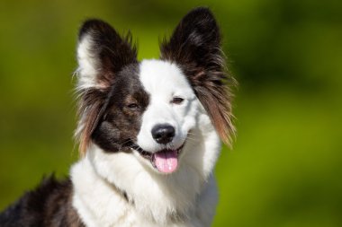 Mutlu ve gülümseyerek Galce Corgi köpek