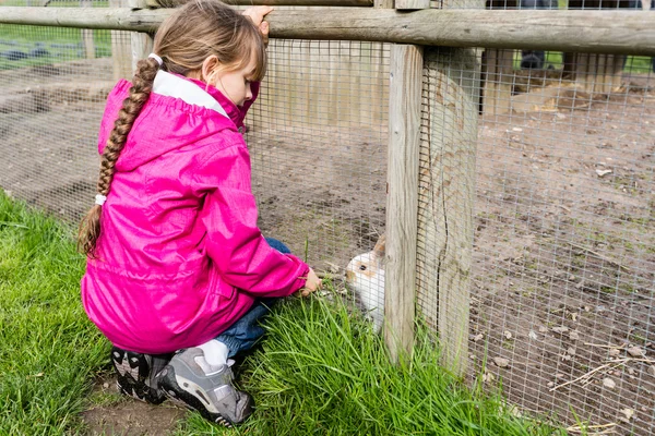 Young child feeding rabbit with food — Stock Photo, Image