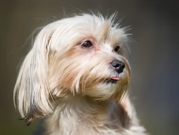 Bichon havanais chien en plein air dans la nature — Photo