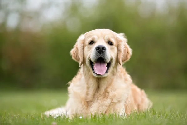 Gouden Retriever hond buiten in de natuur — Stockfoto