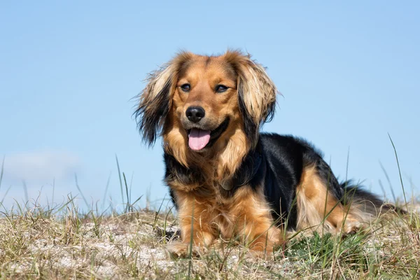 Anjing luar ruangan di alam — Stok Foto