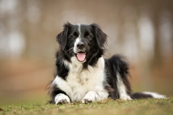 ชายแดนสุนัข Collie กลางแจ้งในธรรมชาติ — ภาพถ่ายสต็อก