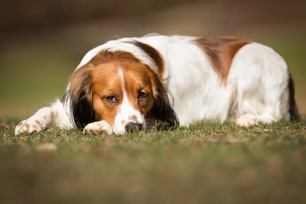 Kooikerhondje câine în aer liber în natură — Fotografie, imagine de stoc