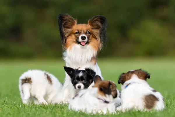 Papillon-Hundemutter und ihre vier Welpen — Stockfoto