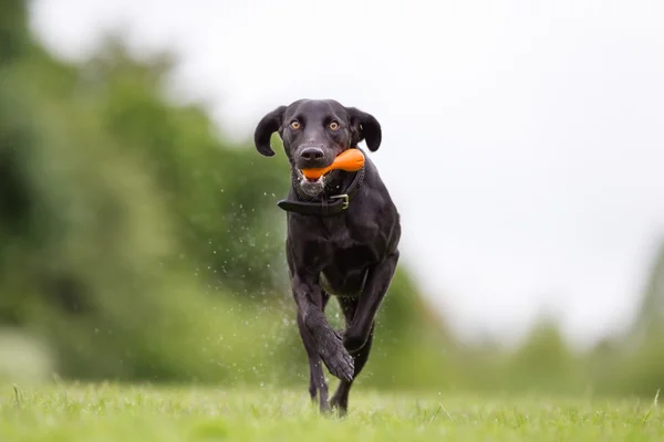 Misto raça cão ao ar livre na natureza — Fotografia de Stock