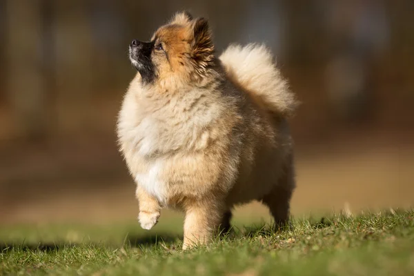 Померанская собака на природе — стоковое фото