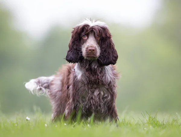 在户外的可卡犬狗 — 图库照片