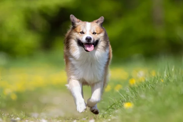 Feliz y sonriente perro pastor islandés corriendo —  Fotos de Stock