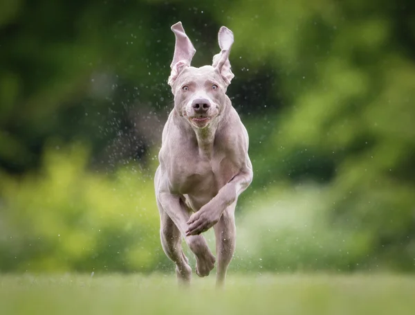 Perro Weimaraner de pura raza al aire libre en la naturaleza — Foto de Stock