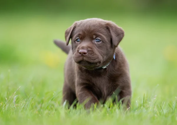 Chiot labrador brun récupérateur — Photo